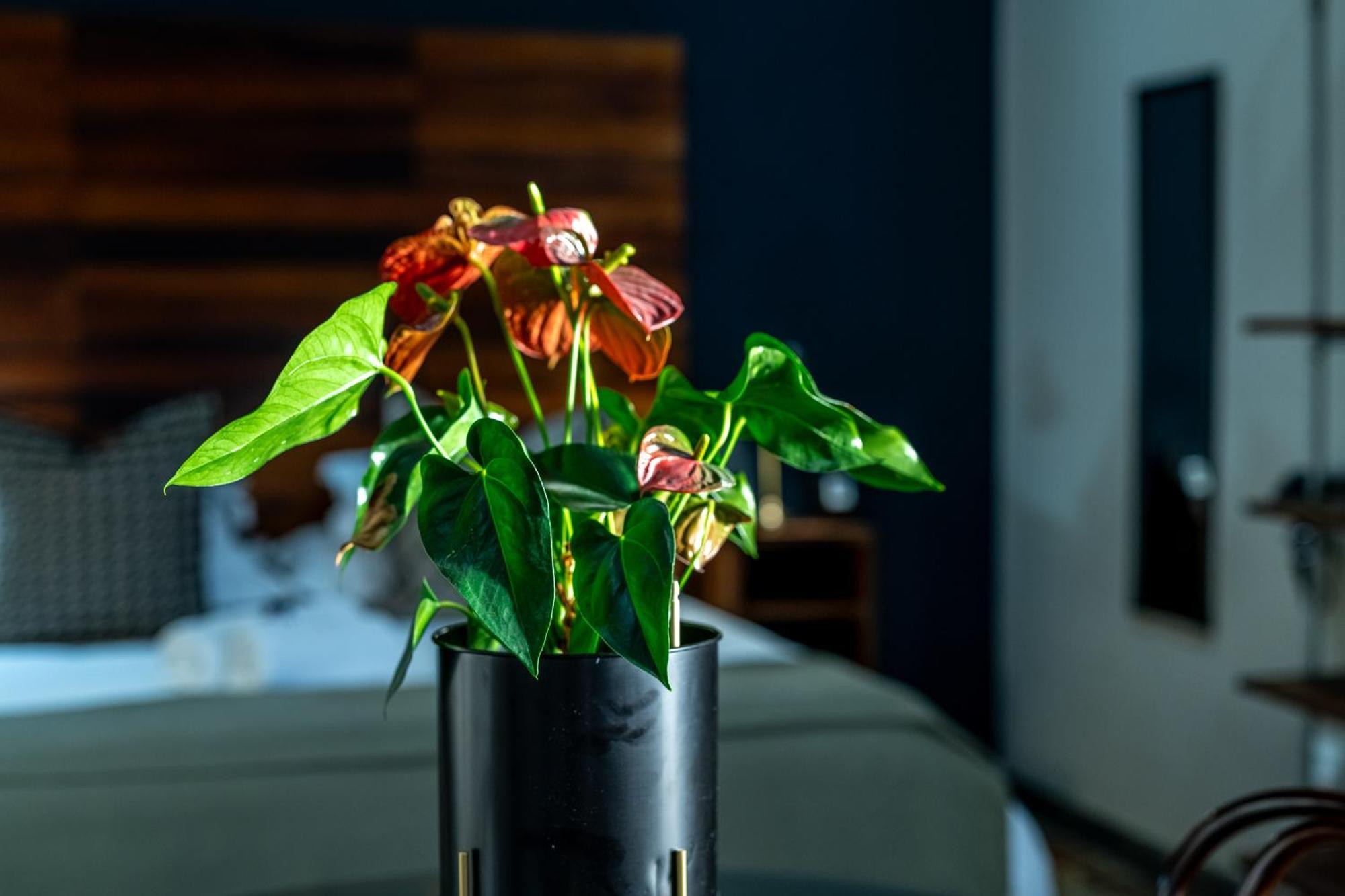 Blue Rain Guest House Блумфонтейн Экстерьер фото